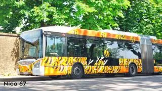 Miniature : Les Bus aux Abeilles de la Ligne G - CTS Strasbourg