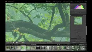 Miniature : Fundamentals of Post Production in Adobe Lightroom