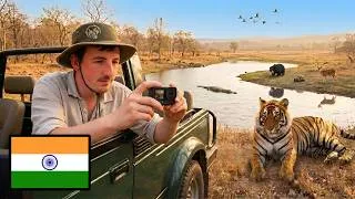 Miniature : On a trouvé LE TERRITOIRE des tigres en INDE ! 🇮🇳