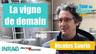 Miniature : GRUISSAN : La vigne de face au réchauffement climatique  ! avec Nicolas Saurin - Tour de Science #3