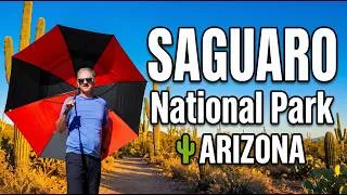 Miniature : Saguaro National Park : Tout Ce Qu'il Faut Savoir Avant de Visiter ce parc