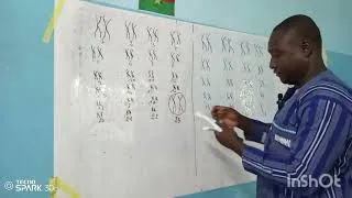 Miniature : Le caryotype 