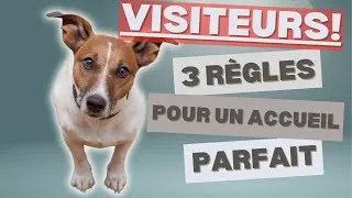 Miniature : Comment aider tes visiteurs à bien intéragir avec ton chien : 3 règles à suivre