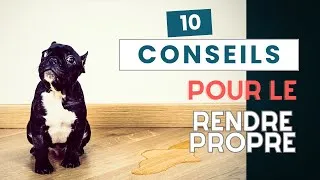 Miniature : Comment rendre son chien ou chiot propre efficacement: 10 conseils incontournables