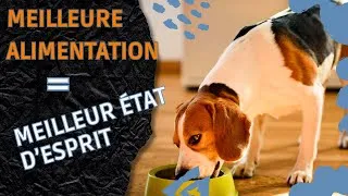 Miniature : Comment gérer le stress de ton chien avec son alimentation