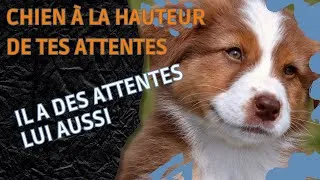 Miniature : Comment avoir un chien qui répond à tes attentes