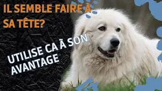 Miniature : Comment gérer un chien qui semble ne pas vouloir obéir : Méthode adaptée