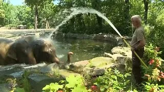Miniature : As Europe bakes, Berlin Zoo’s elephants and bears cool off