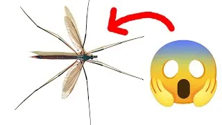 Miniature : Que sont ces gros insectes ? (les cousins)