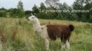 Miniature : Comment les Animaux Nous Révèlent à Nous-Mêmes 🐴✨ | Le Pouvoir Transformateur des animaux
