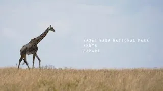 Miniature : Masaï Mara National Park - Kenya - Safari