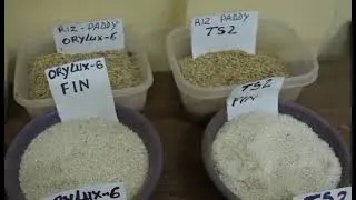 Miniature : Agriculture biologique Burkina Faso 