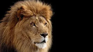 Miniature : Les Prédateurs | L'Instinct de survie | Documentaire Animalier