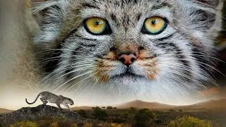 Miniature : Aptitudes des Félins | Documentaire Animalier.