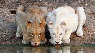 Miniature : Les lionnes blanches | L’Africaine Savane  | Documentaire.