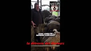 Miniature : la détresse des éleveurs