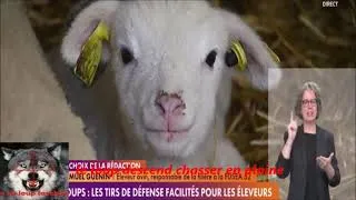 Miniature : Pourquoi le loup descend chasser en plaine