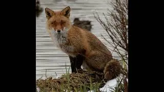 Miniature : Le renard, pas si chenapan