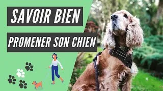 Miniature : Promener son chien : tout ce qu'il faut savoir pour une balade au TOP !
