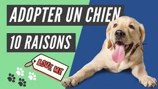 Miniature : 10 RAISONS d'ADOPTER un CHIOT ou un CHIEN