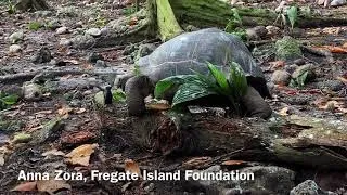 Miniature : Une tortue géante attaque et mange un poussin aux Seychelles