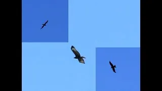 Miniature : Aigle dans les #Pyrénées, un beau spectacle avec de magnifiques #rapaces #nouvellevieenfamille