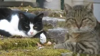 Miniature : 2 chats montent la garde à côté de la Tombe des Parents de Catherine Ringer au Cimetière Montmartre