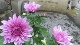 Miniature : Les fleurs sont fraîches sur la Tombe des Parents de Catherine Ringer au Cimetière de Montmartre 