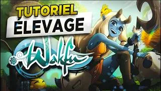 Miniature : TUTO : L'élevage WAKFU : tout savoir (intérêt - gameplay - astuces)