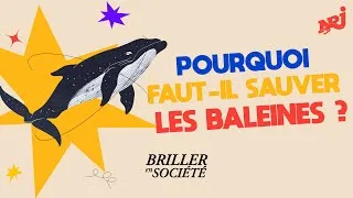 Miniature : Pourquoi faut-il sauver les baleines ? | Briller en société