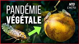 Miniature : Maladie du Dragon jaune : la fin du jus d'orange ?