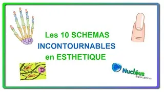 Miniature : Les 10 schémas incontournables en CAP esthétique