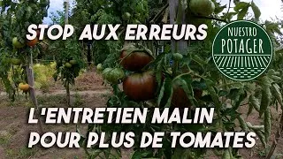 Miniature : STOP aux erreurs : L’entretien malin pour plus de tomates