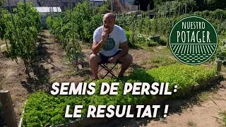 Miniature : Semis du Persil au potager : résultats
