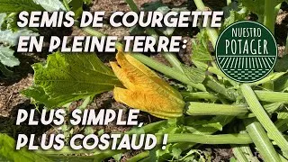 Miniature : Semis de courgette en pleine terre : plus simple, plus costaud !