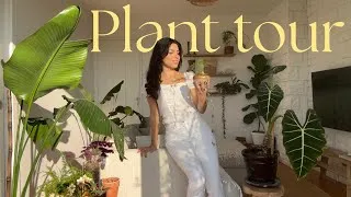 Miniature : Plant Tour 🪴 Conseils pour débuter et ma collection de plantes d'intérieur 🤍
