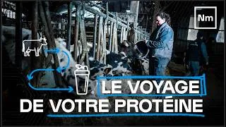 Miniature : De la vache au shaker. La transparence Nutrimuscle !