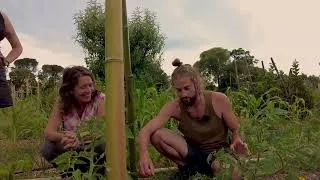 Miniature : Savez-vous entretenir vos tomates?