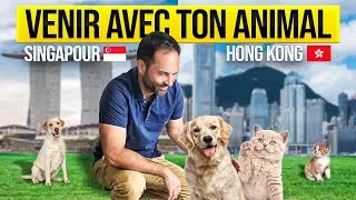 Miniature : Importer son chien ou son chat à Singapour ou Hong Kong 🐶🐱 | Règles, coûts et étapes (2025)