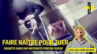 Miniature : Faire naître pour tuer - Enquête dans une maternité porcine suisse