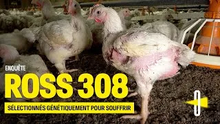 Miniature : 🚨ENQUÊTE ROSS 308: LES POULETS MIGROS SÉLECTIONNÉS GÉNÉTIQUEMENT POUR SOUFFRIR 🚨