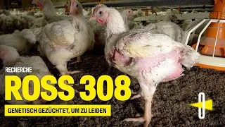 Miniature : 🚨 RECHERCHE ROSS 308 : DIE MICARNA-HÜHNER – GEZÜCHTET, UM ZU LEIDEN  🚨
