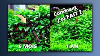 Miniature : Maîtrise de l'Aquascaping : MAINTENIR son aquarium sur le LONG TERME  !