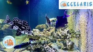 Miniature : NOUVEAU BAC FISH ONLY de 1500L !!!