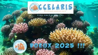 Miniature : BONNE ANNEE 2025 HD