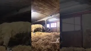 Miniature : Vêlage d’une génisse Charolaise ! Océane