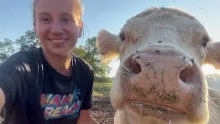 Miniature : Je rentre Noémie, Perrine et Nova pour les vaccinée avant vêlage ! Océane Agricultrice