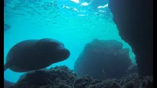 Miniature : Monk seals playing in the Ionian Sea - 2019