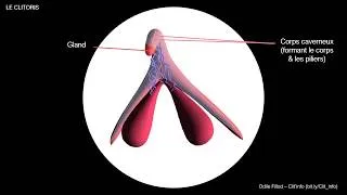 Miniature : Le clitoris en 3D