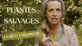 Miniature : Reconnaître 4 plantes sauvages comestibles & médicinales